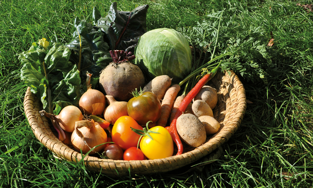 Foto von verschiedenem Gemüse in einem Korb.